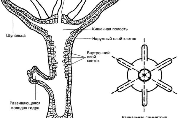 Кракен даркнет скачать